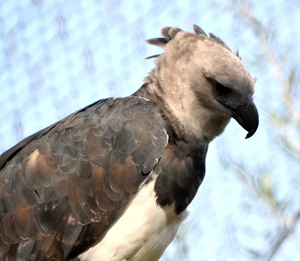 The Creative Performer - Harpy Eagle (image credits: flickr)