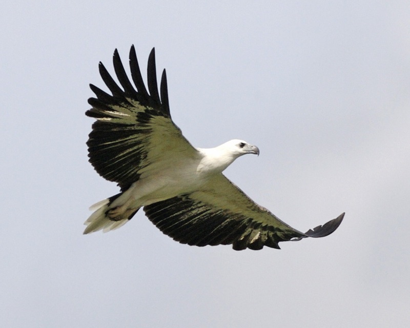 The Patient Observer - Fish Eagle (image credits: wikimedia)