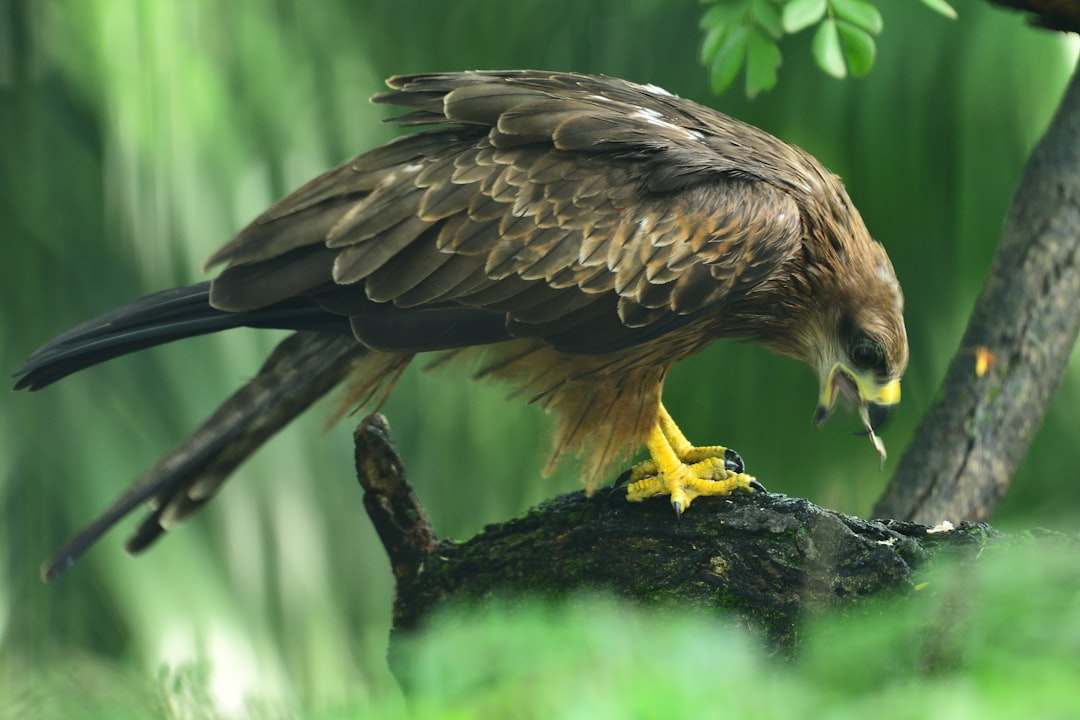 The Intellectual Analyzer - Philippine Eagle (image credits: unsplash)