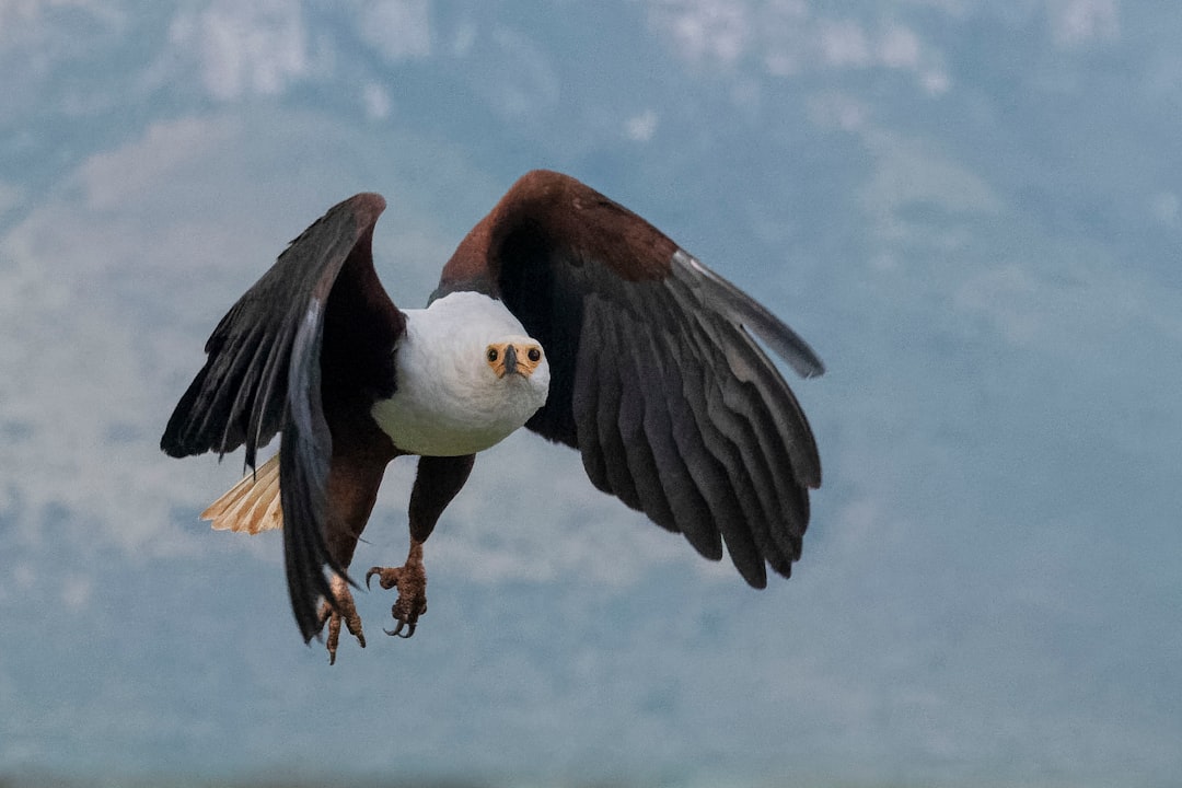 The Resilient Transformer - The Renewal Eagle (image credits: unsplash)
