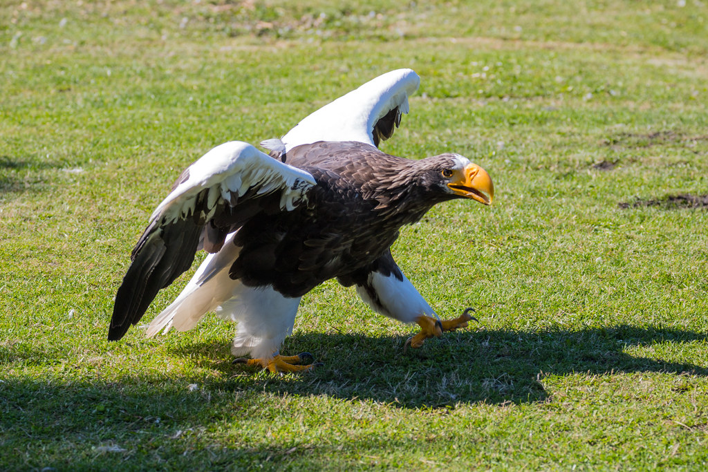 If Eagles Were People, Which One Matches Your Personality?