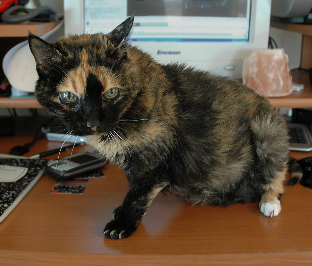 They Can't Keep Up with Their Grooming Routine (image credits: flickr)