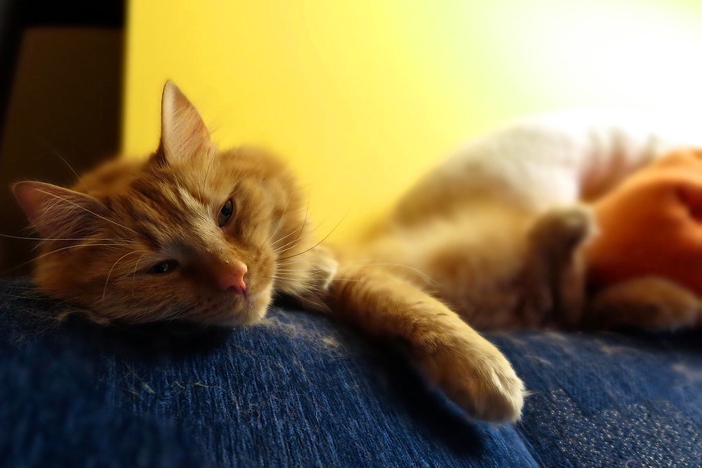 They Sleep Almost All the Time (image credits: flickr)