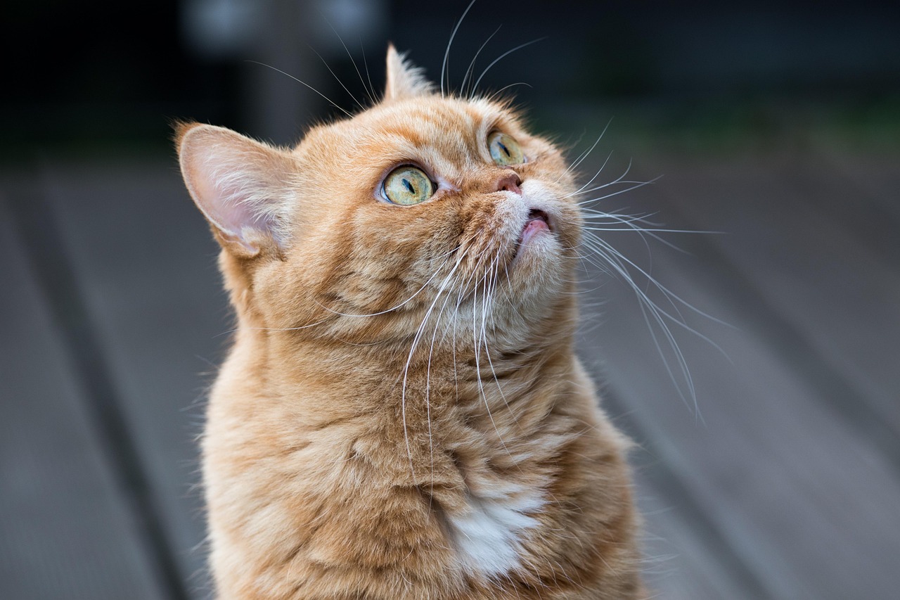 They Want All Your Attention or None of It (image credits: pixabay)