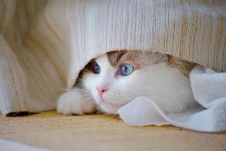 7 Ways Your Cat Wants Lets You Know Its Time To Say Goodbye
