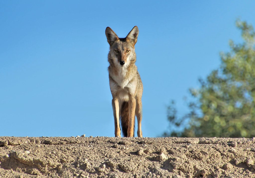 Gemini - The Coyote: Adaptable, Quick-Witted, and Everywhere at Once (image credits: flickr)