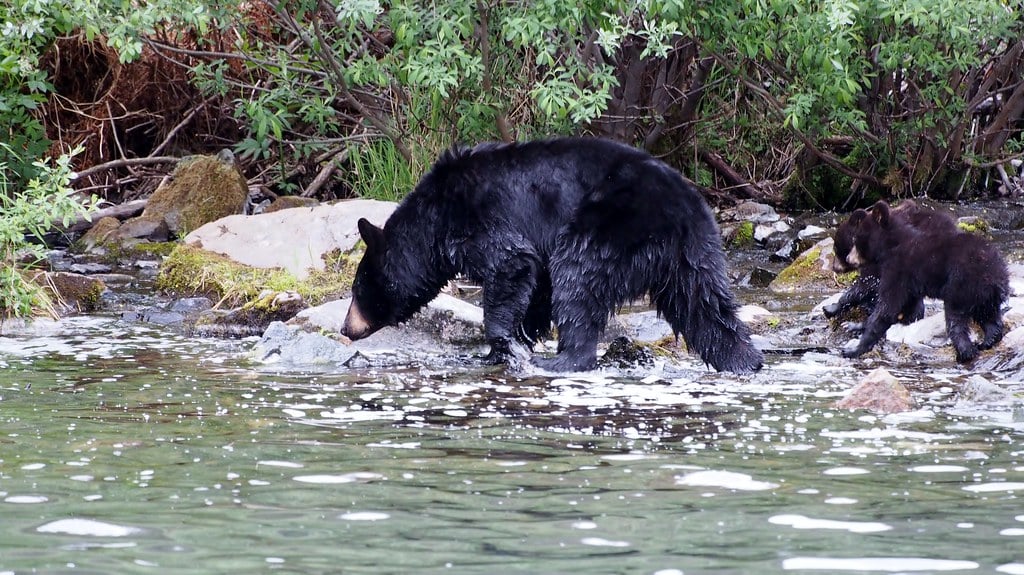 Cancer - The Black Bear: Protective, Family-Oriented, and Emotionally Intuitive (image credits: flickr)
