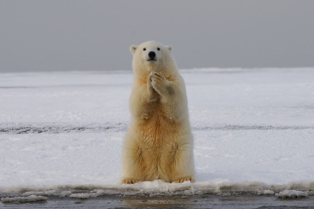 Scorpio - The Polar Bear: Mysterious, Powerful, and Intensely Focused (image credits: unsplash)