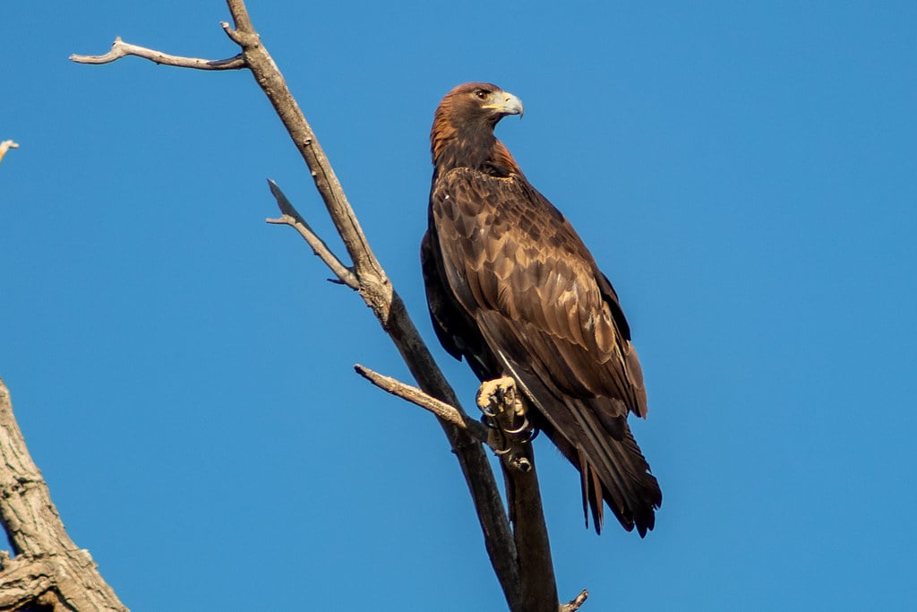 Sagittarius - The Golden Eagle: Free-Spirited, Far-Ranging, and Visionary (image credits: flickr)