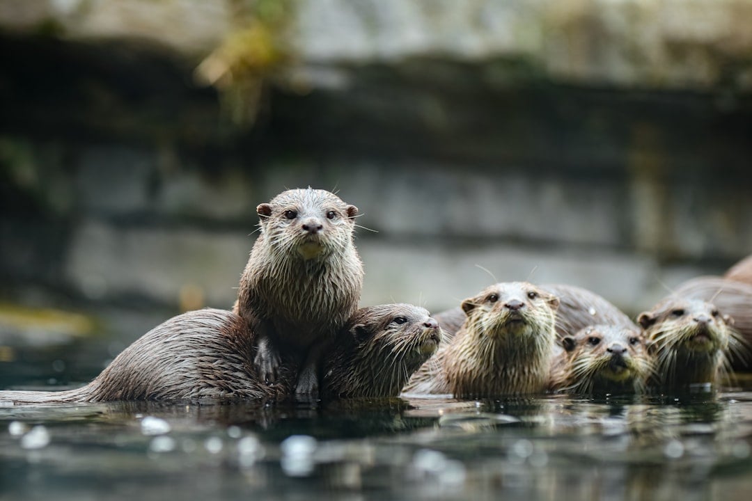 Pisces - The River Otter: Playful, Intuitive, and Emotionally Connected (image credits: unsplash)