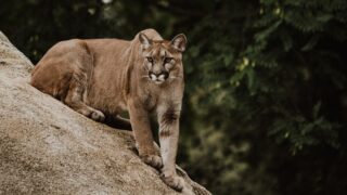 Which U.S. Predator Would Be Your Zodiac Sidekick in Real Life?