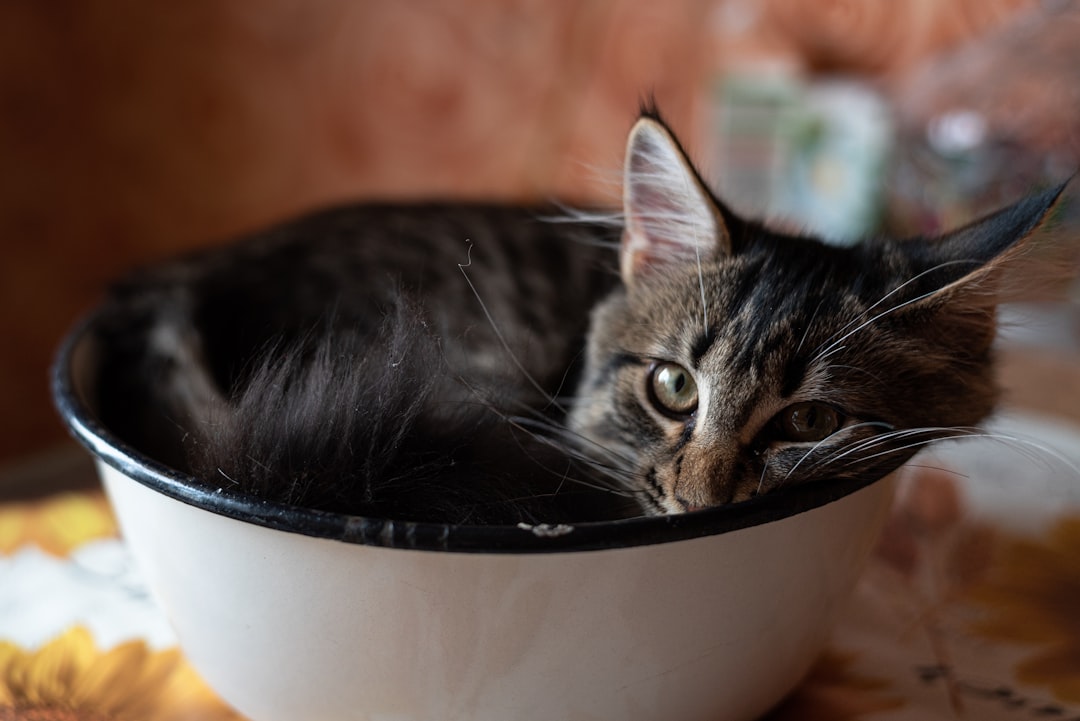 Their Appetite Disappears Like Morning Dew (image credits: unsplash)