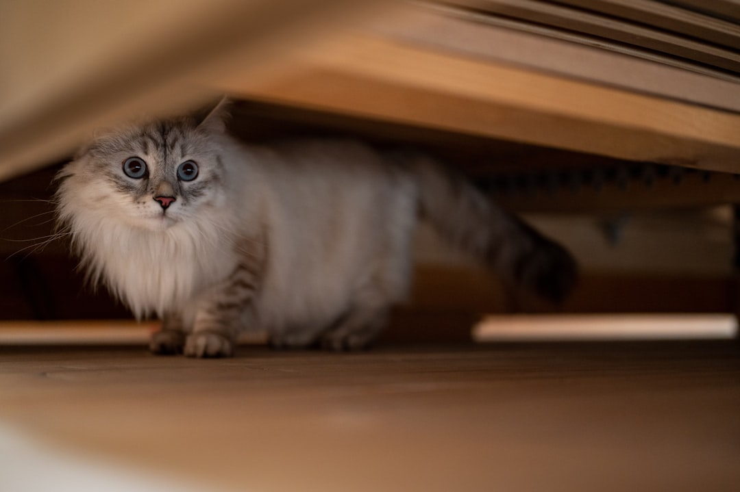 They Become Masters of Hiding (image credits: unsplash)