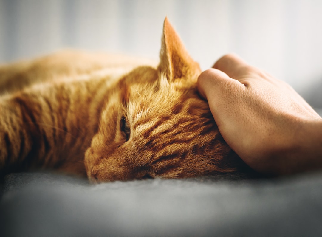 Their Body Shows Signs of Shutting Down (image credits: unsplash)
