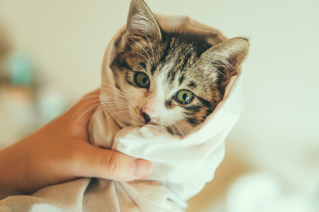 They Show Changes in Bathroom Habits and Hygiene (image credits: unsplash)
