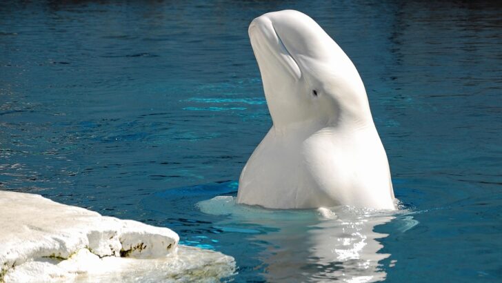 Canada’s Tough Call: Keeping 30 Beluga Whales from a Fate in Chinese Waters