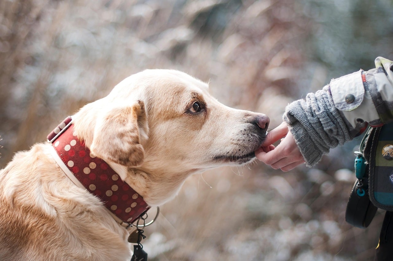 The Power of Physical Connection in Your Dog's Final Moments (image credits: pixabay)