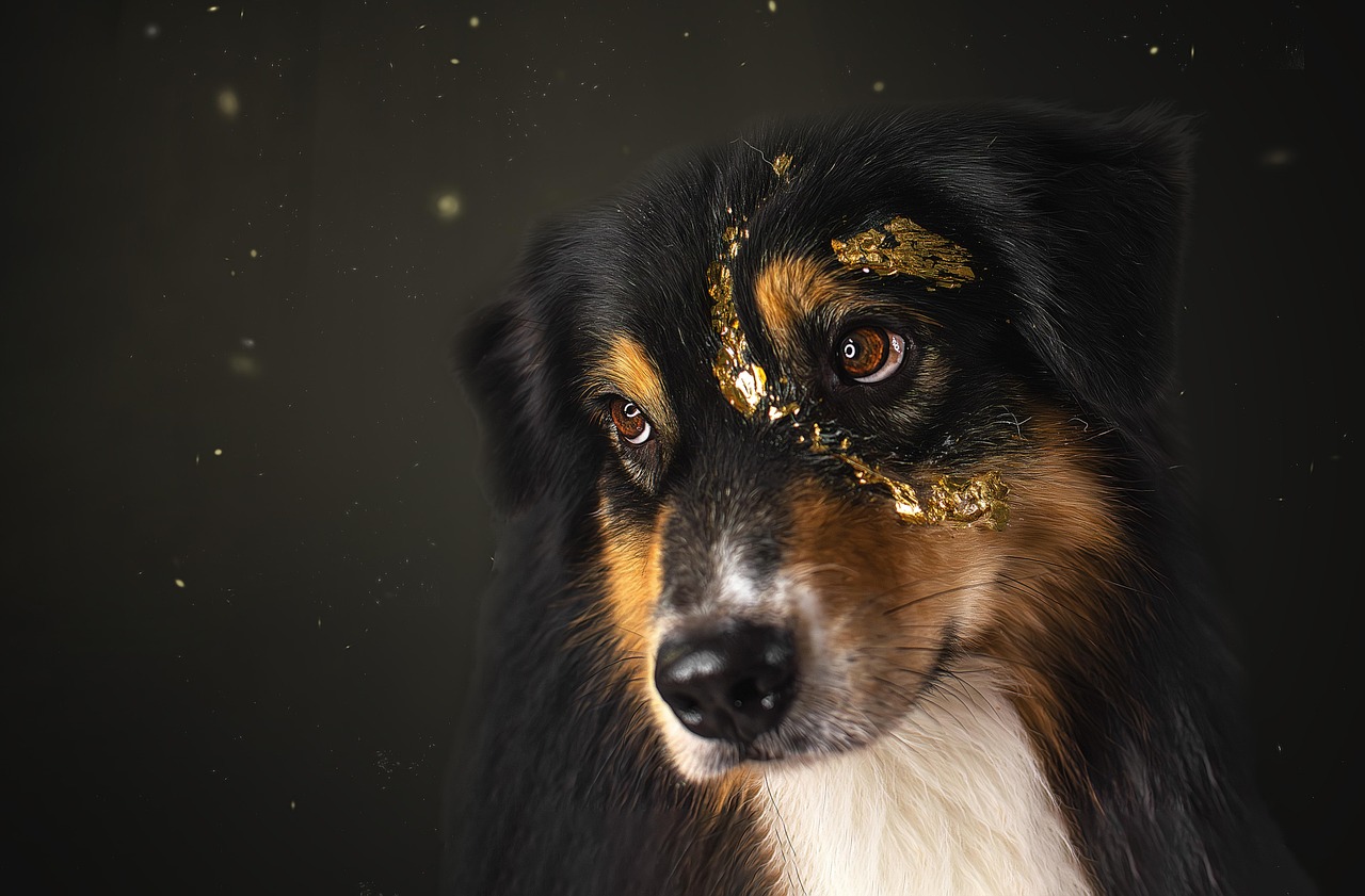 The Science Behind Your Dog's Awareness During Final Moments (image credits: pixabay)