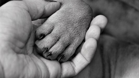 Why You Should Always Be Holding Your Dog&rsquo;s Paw When It&rsquo;s Time for The Final Goodbye
