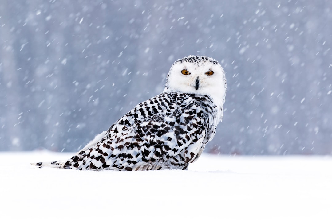 The Scientific Foundation Behind Magical Owls (image credits: unsplash)