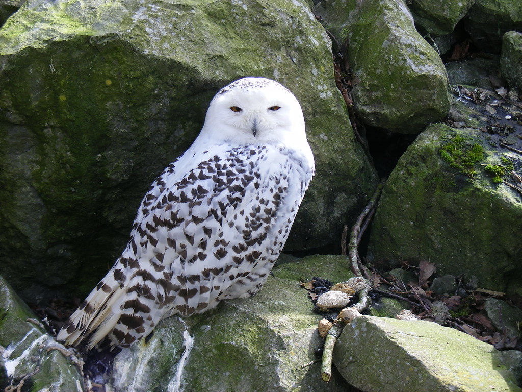 Hedwig: The Beloved Snowy Owl's Real-World Reality (image credits: flickr)