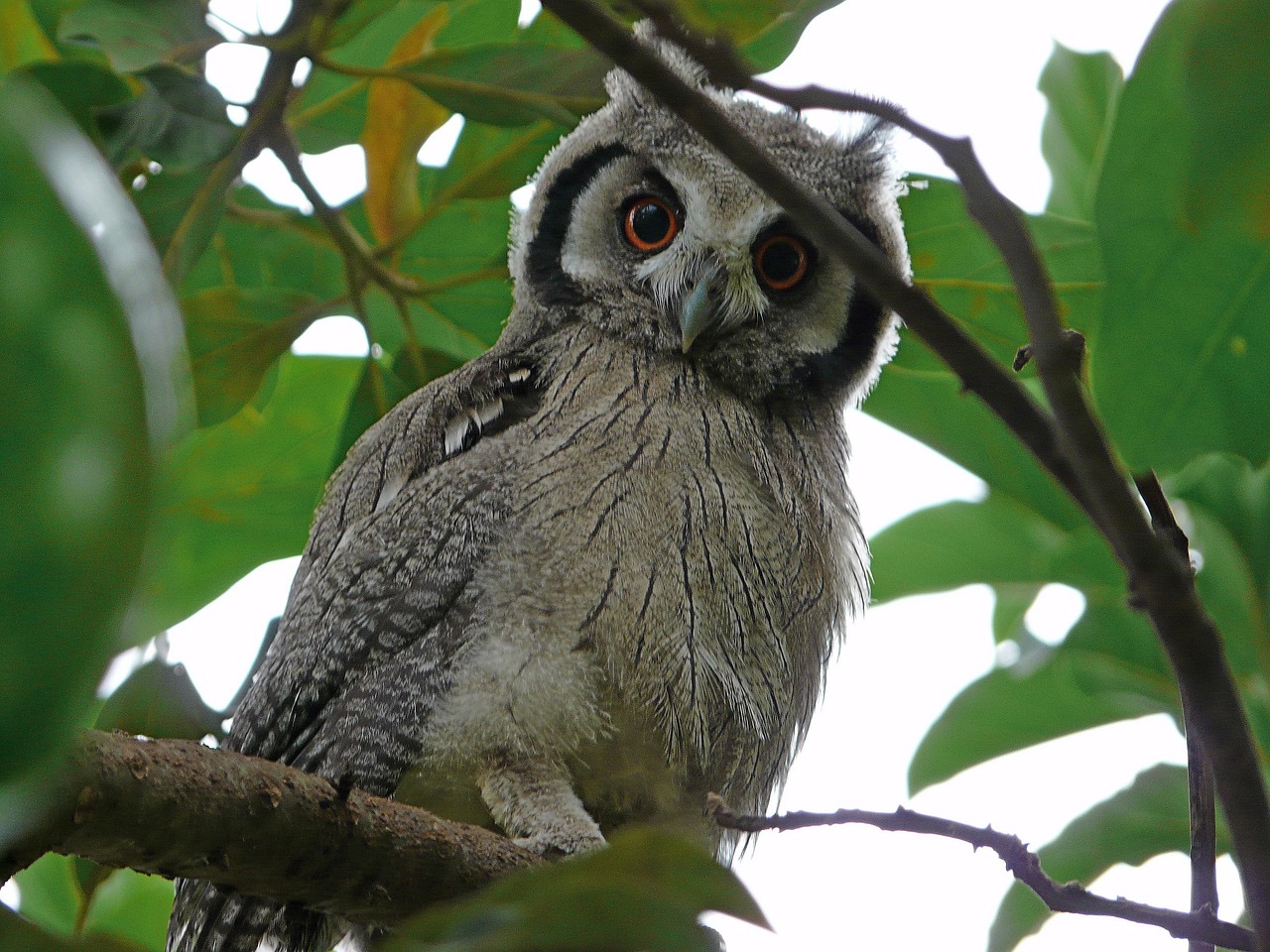 Ron's Pigwidgeon: The Tiny Powerhouse (image credits: pixabay)