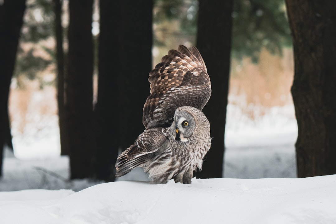 The Weasley Family's Errol: Aging Gracefully or Not So Much (image credits: unsplash)