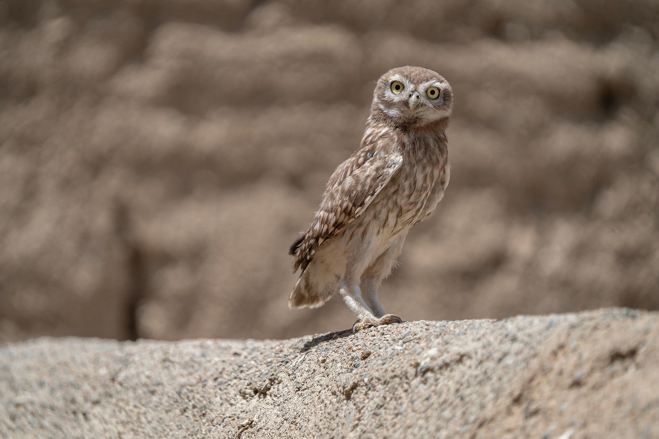 Little Owls in the Wizarding World (image credits: pixabay)