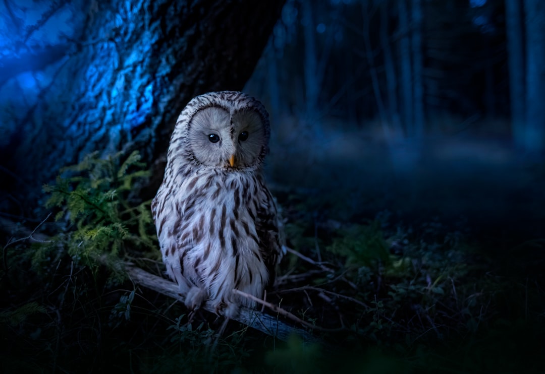 The Intelligence Factor: Magic vs. Reality (image credits: unsplash)