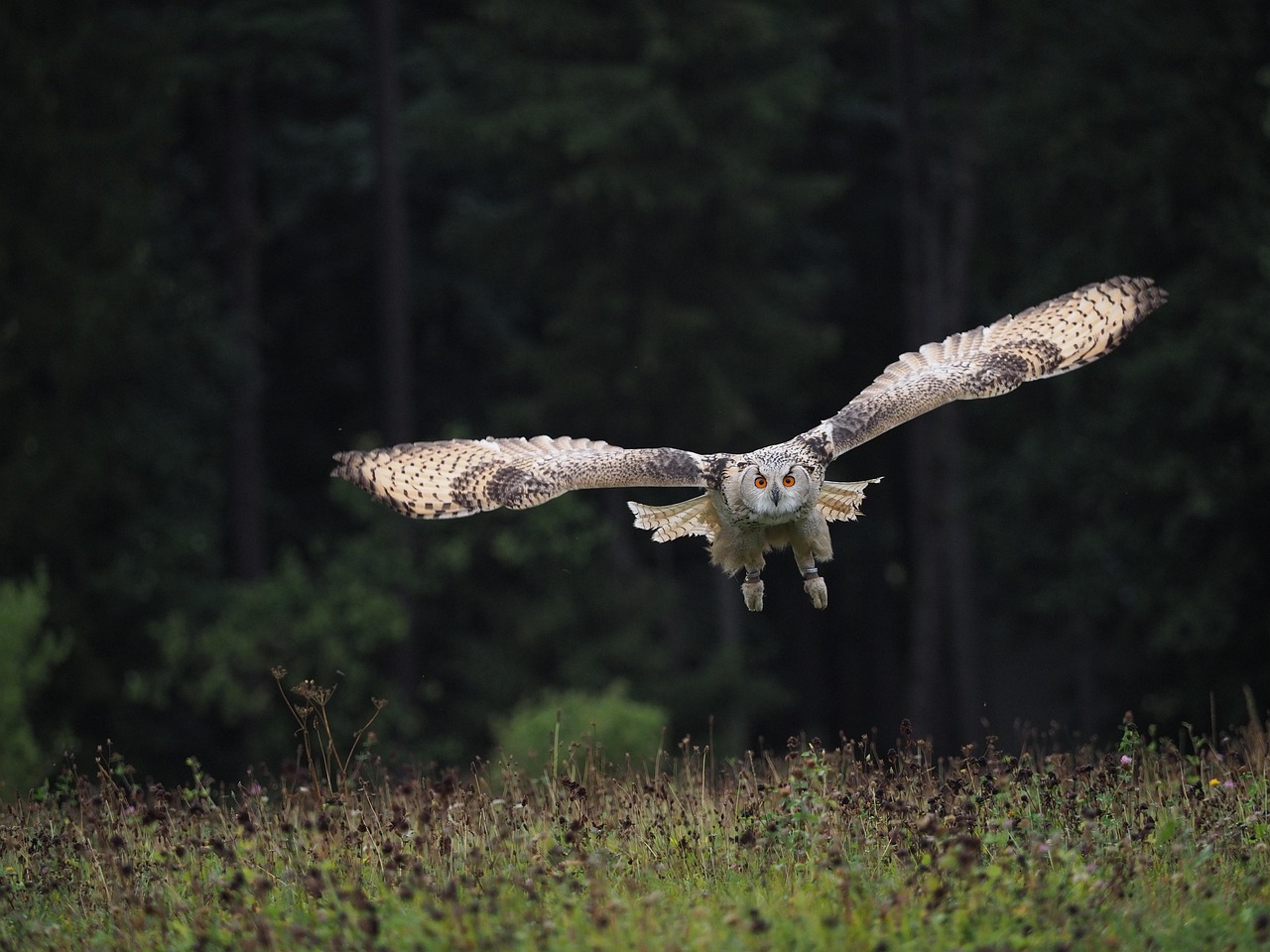 The Winner: Draco's Eurasian Eagle-Owl Takes Flight (image credits: pixabay)