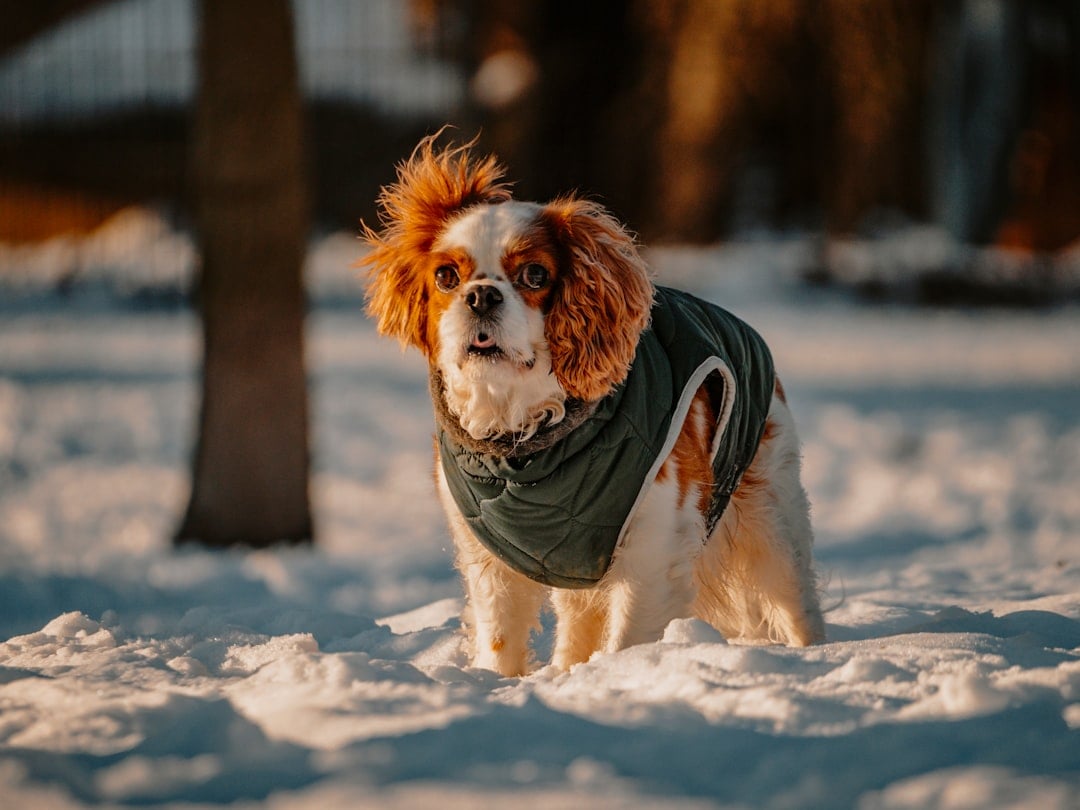 Cavalier King Charles Spaniel: The Ultimate Gentle Companion (image credits: unsplash)