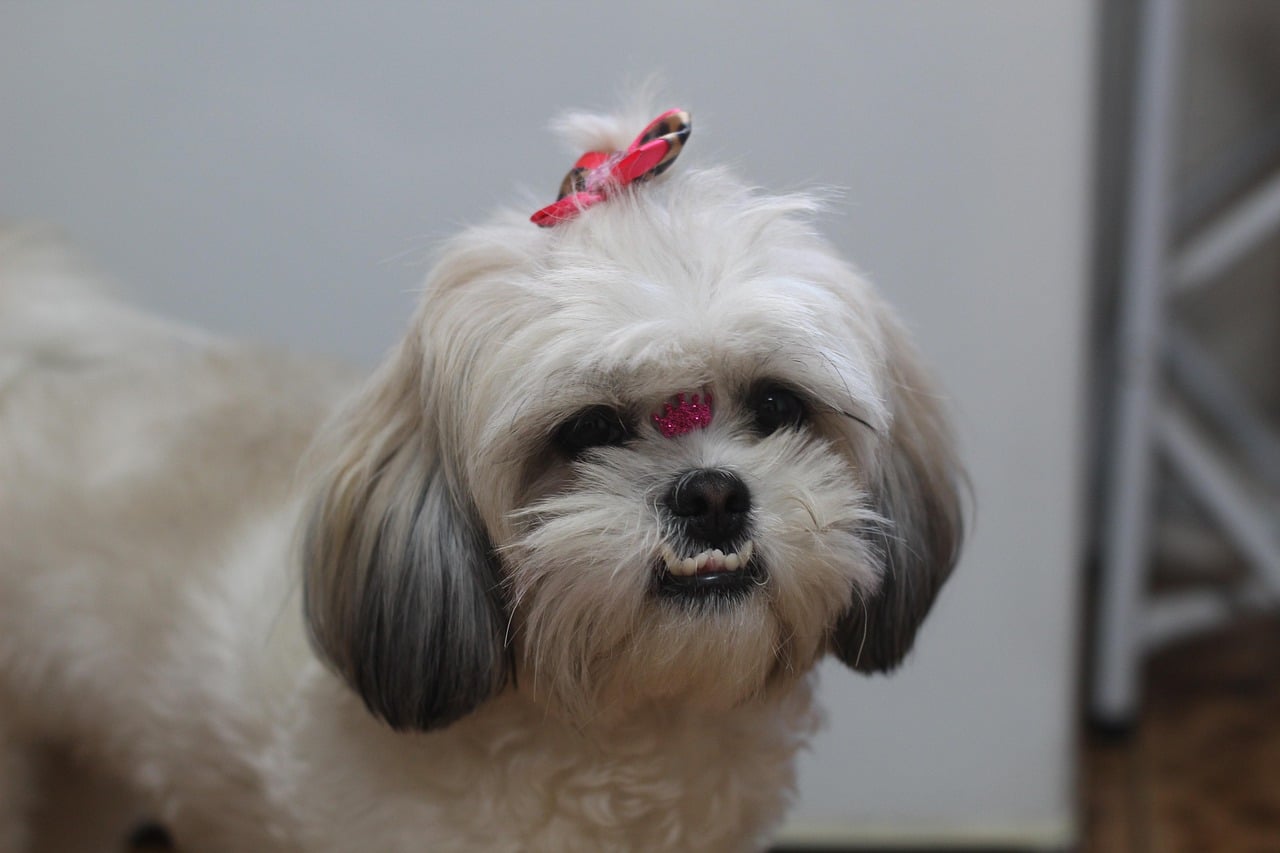 Shih Tzu: The Adaptable Indoor Companion (image credits: pixabay)