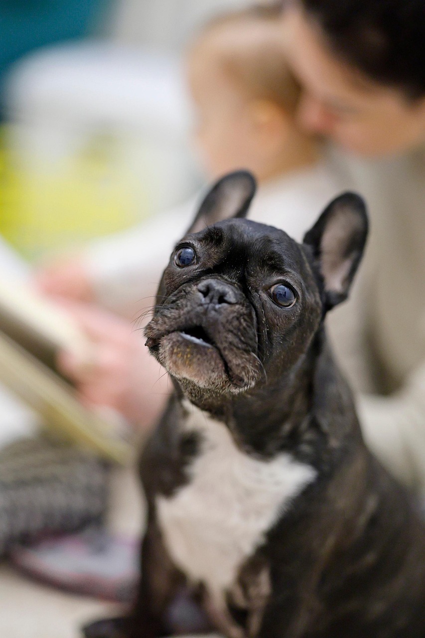 French Bulldog: The Charming City Dweller (image credits: pixabay)