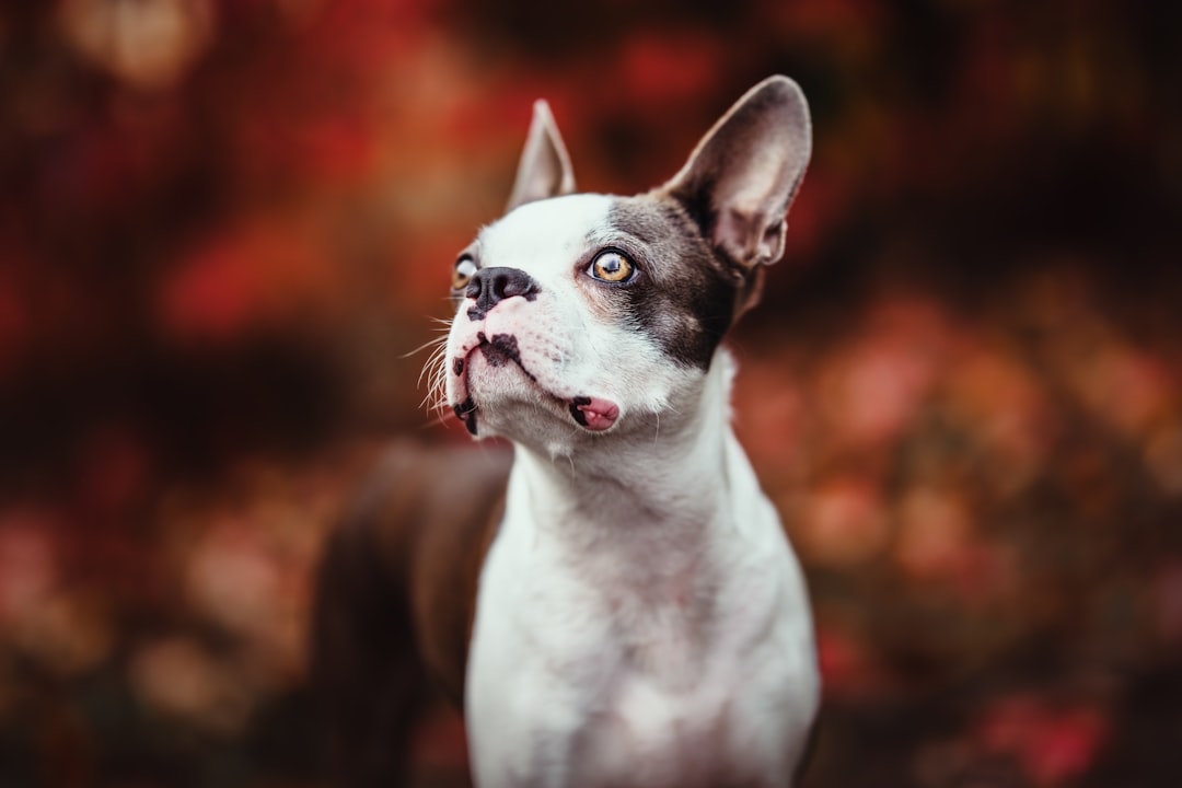 Boston Terrier: The American Gentleman (image credits: unsplash)