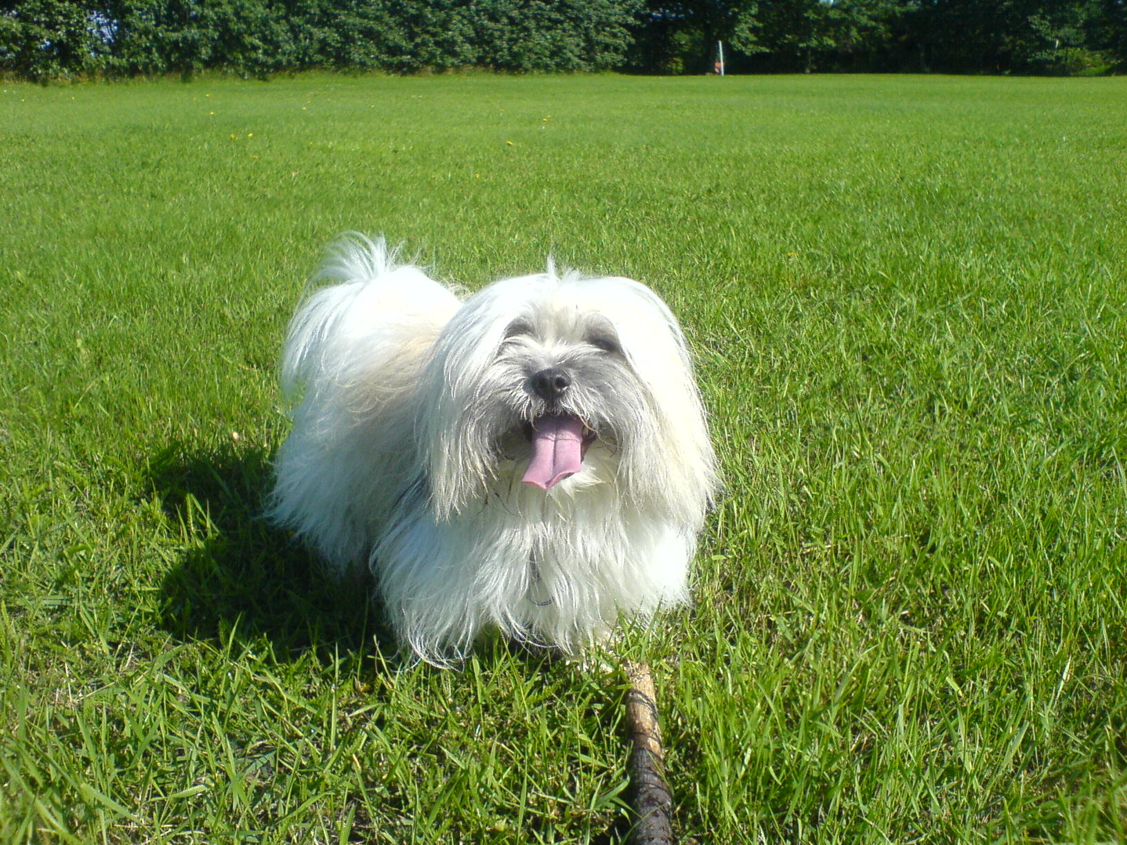 Coton de Tulear: The Cotton Ball Companion (image credits: wikimedia)