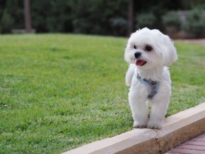 10 Best Small Dog Breeds For People Over 50
