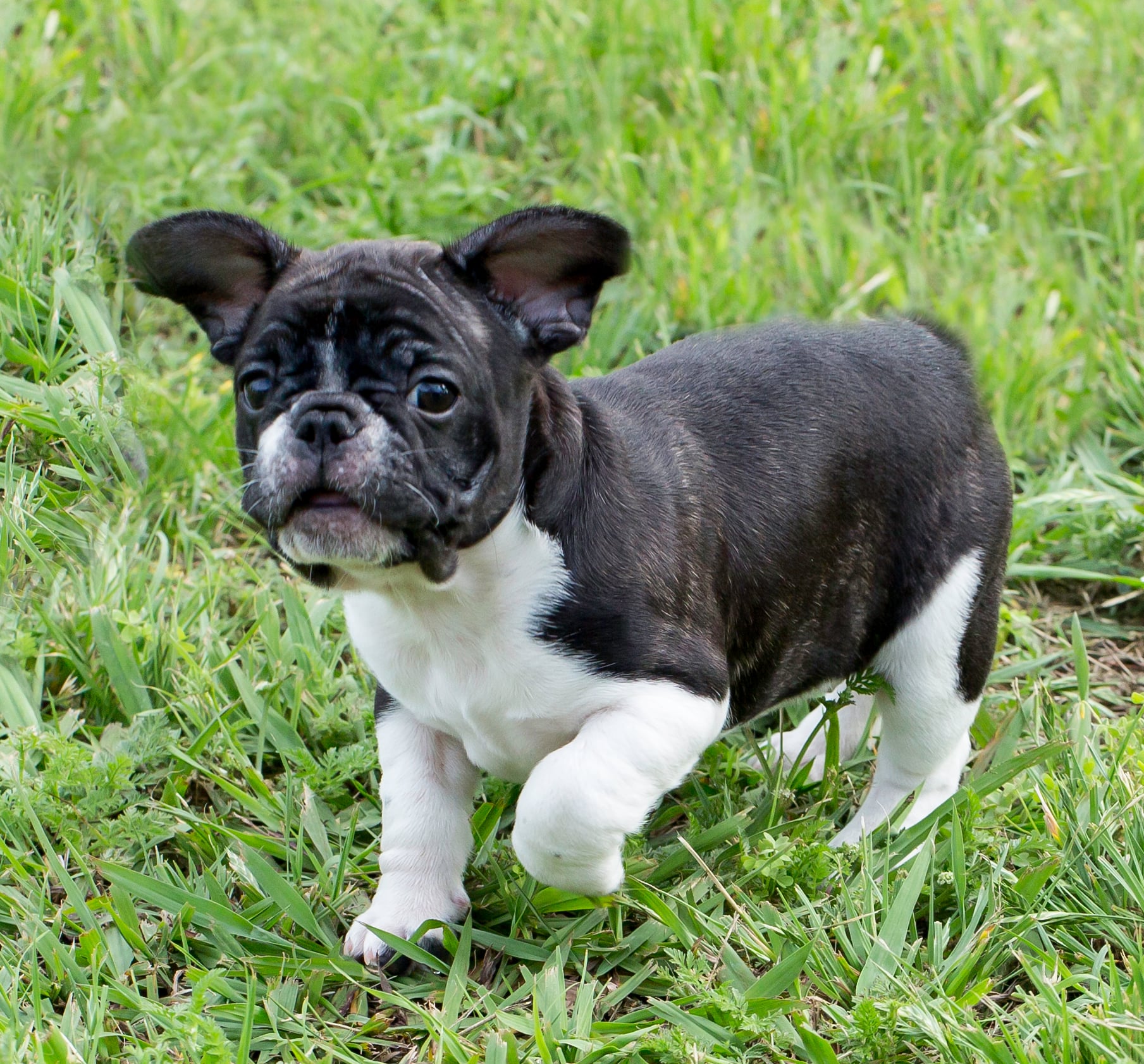 The Charming French Bulldog - America's Favorite (image credits: wikimedia)