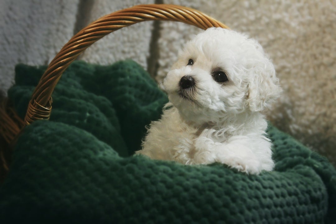 The Affectionate Bichon Frise - Your Fluffy White Cloud (image credits: unsplash)
