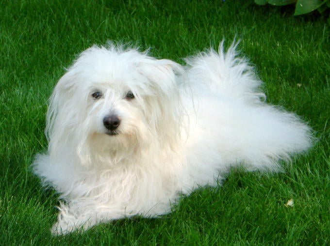 The Hardy Coton de Tulear - Your Travel Buddy (image credits: wikimedia)