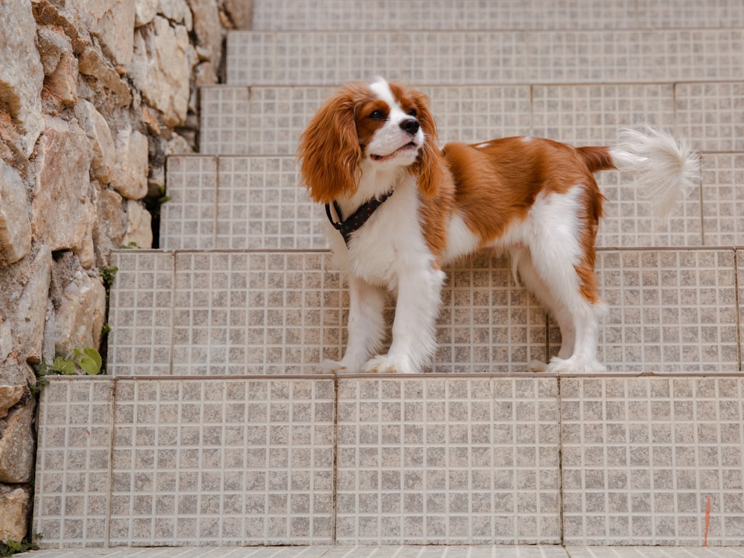 Cavalier King Charles Spaniel (image credits: unsplash)