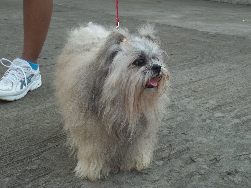 Shih Tzu (image credits: flickr)