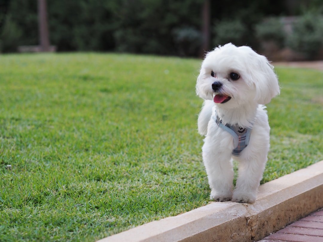 Maltese (image credits: unsplash)