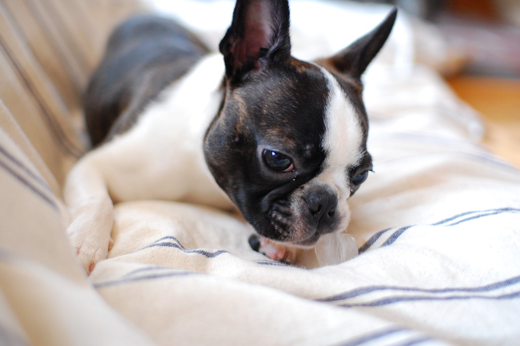 Boston Terrier (image credits: flickr)