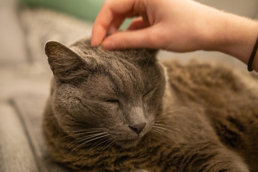The Phantom Purr That Breaks the Silence (image credits: unsplash)