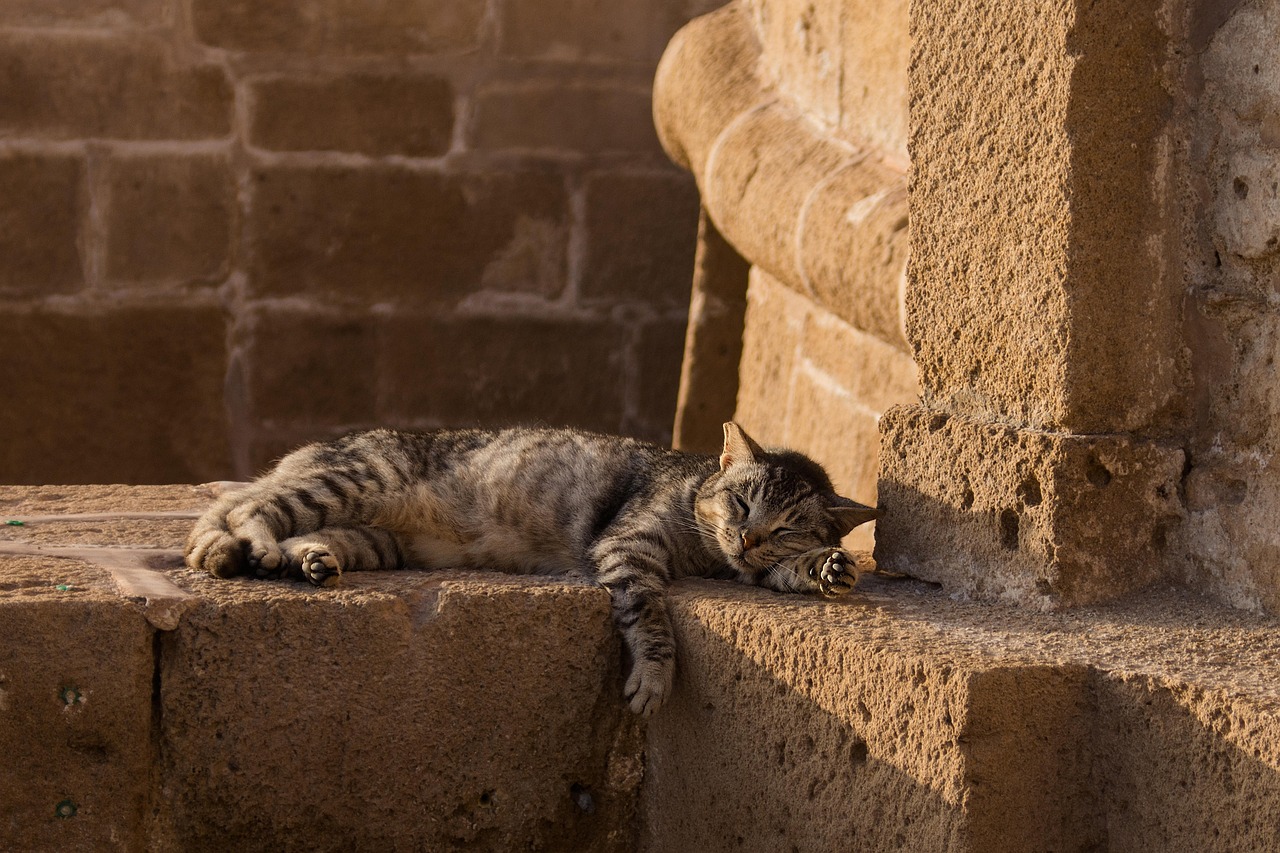Mysterious Whiskers Appearing Around Your Home (image credits: pixabay)