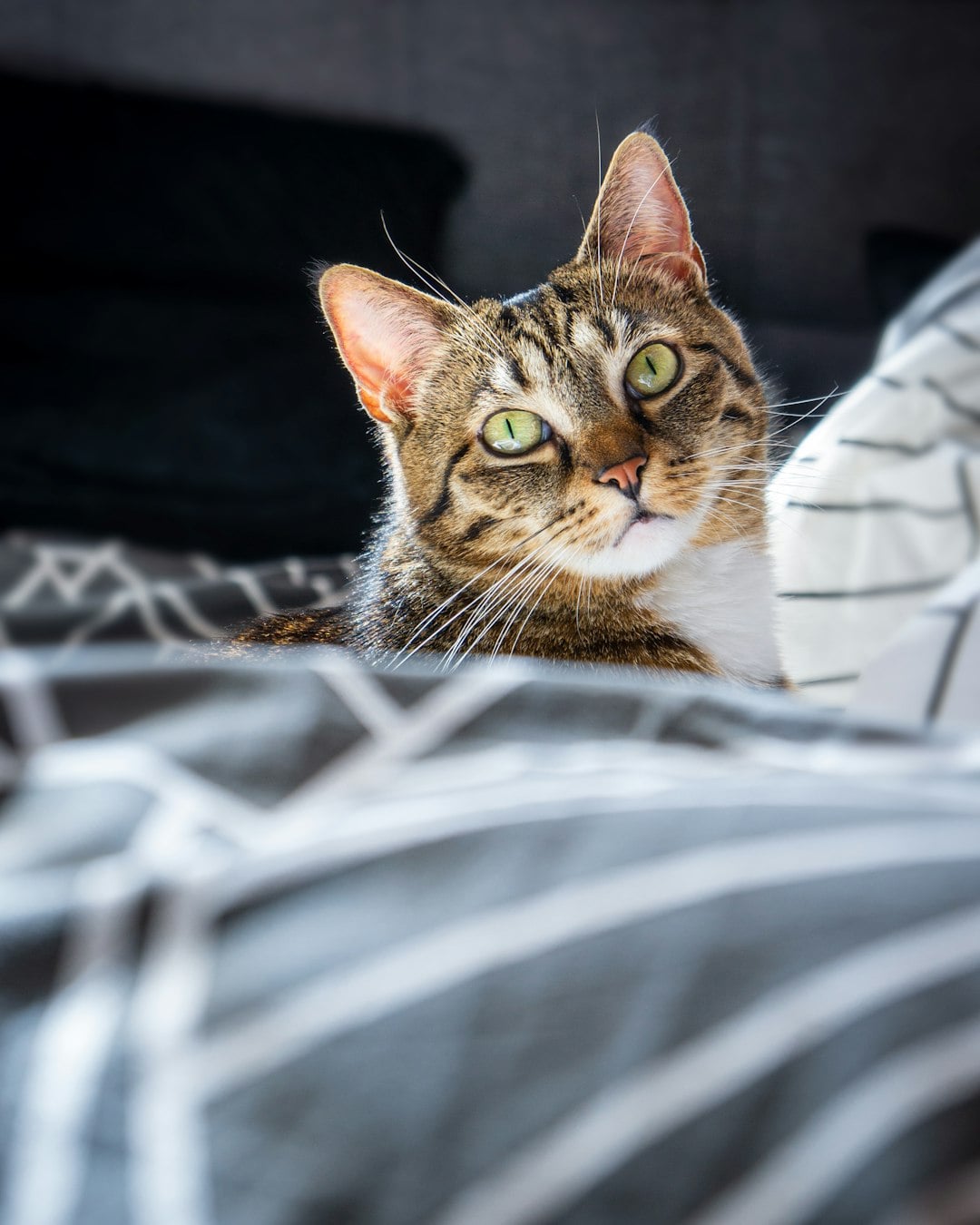 The Weight of Love on Your Bed (image credits: unsplash)