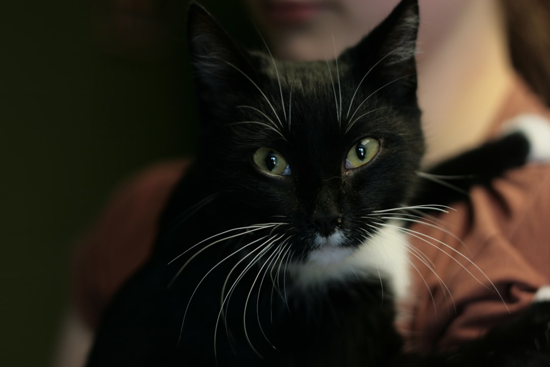 Other Cats Drawn to Your Life (image credits: unsplash)