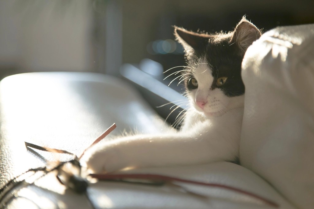 Finding Their Favorite Things in Unexpected Places (image credits: rawpixel)