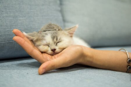 10 Signs Your Cat Is Still Loving You from Across the Rainbow Bridge