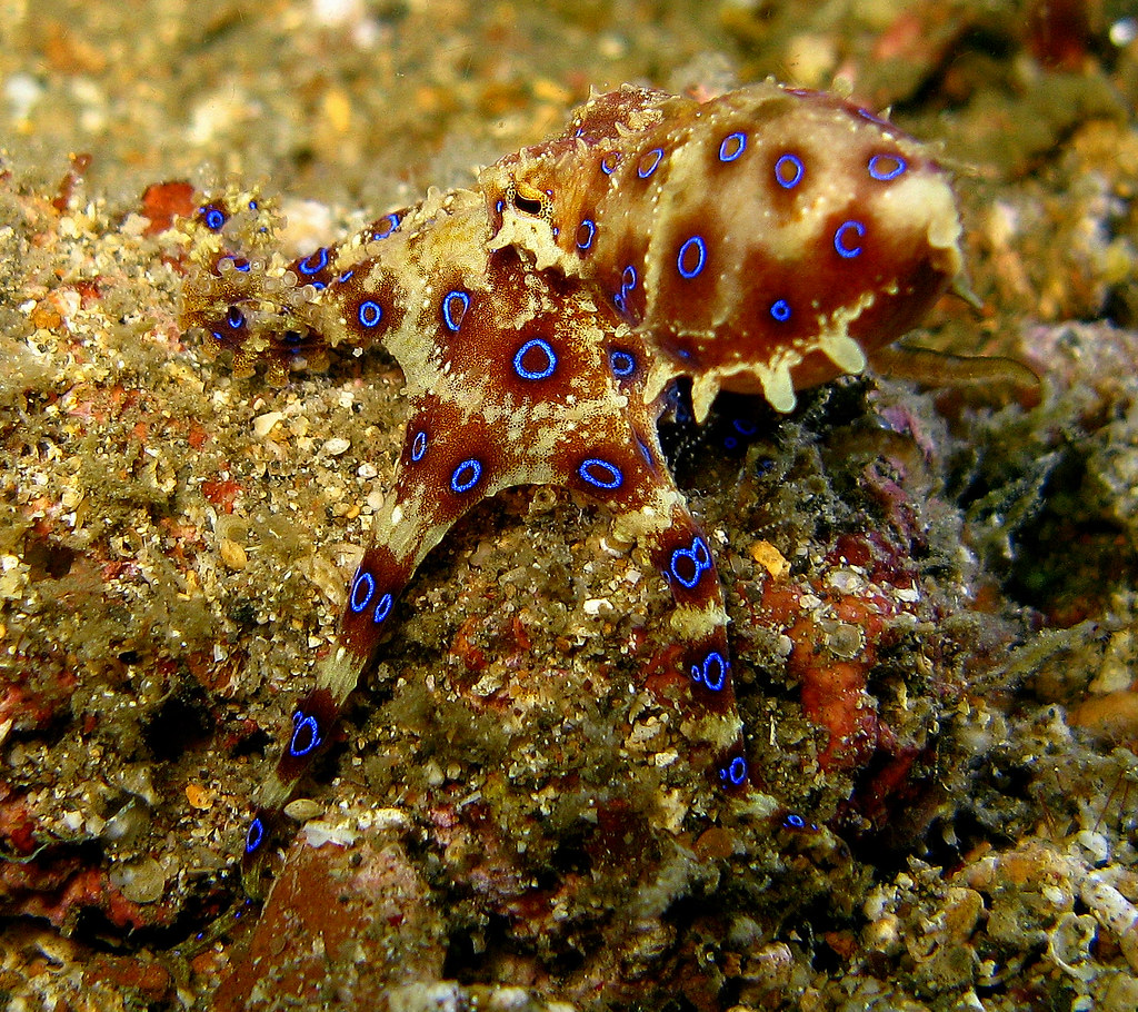 How The Venom Attacks Your Body (image credits: flickr)